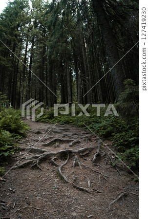 The twisted roots of the trees have surfaced along the forest trail, intertwining with the dirt path The twisted roots of the trees have surfaced along the forest trail, intertwining with the dirt path 127419230