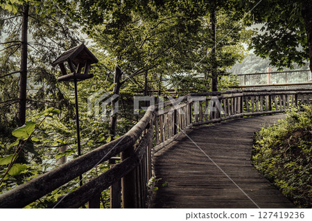 Forest path with railing, green trees 127419236