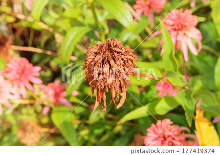 Echinacea is growing in cottage garden. Plant of Aster family. Dry Echinacea grows in meadow in autumn. 127419374