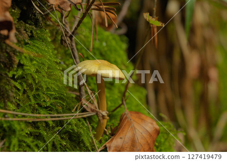 A mushroom is growing on a mossy rock 127419479
