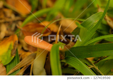A mushroom is growing in the grass A mushroom is growing in the grass 127419500