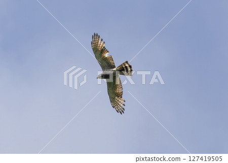 Flying grey-faced buzzard Flying grey-faced buzzard 127419505