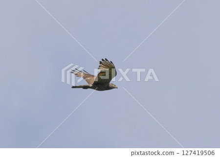 Flying grey-faced buzzard Flying grey-faced buzzard 127419506