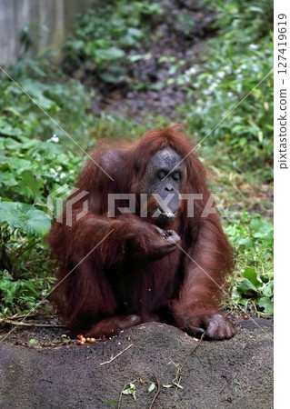 Orangutan sitting and eating an acorn Orangutan sitting and eating an acorn 127419619