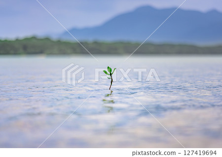 A single mangrove tree: a small symbol of life standing on the surface of the water in Ishigaki Island A single mangrove tree: a small symbol of life standing on the surface of the water in Ishigaki Island 127419694