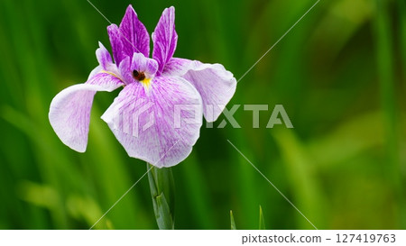 Koishikawa Korakuen Garden, where beautiful irises are in full bloom 127419763