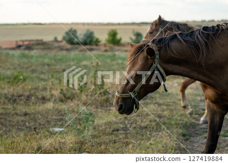 A dark brown horse grazes in the steppe and eats grass. A dark brown horse grazes in the steppe and eats grass. 127419884
