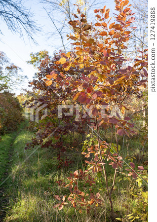 deciduous bush with red leaves 127419888