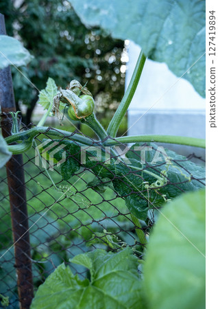 A close up of a green plant 127419894