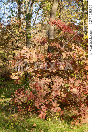 deciduous bush with red leaves deciduous bush with red leaves 127419895