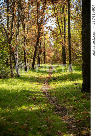 A dirt path in a forest 127419904
