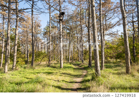 A tree in a grassy area 127419918