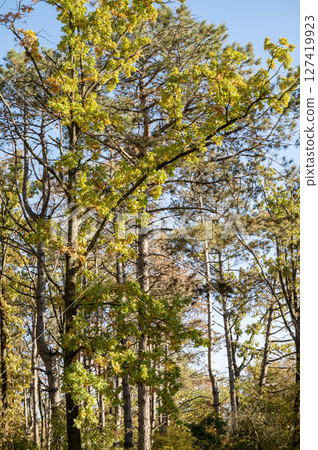 A tree in a forest A tree in a forest 127419923