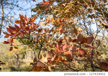 deciduous bush with red leaves deciduous bush with red leaves 127419932