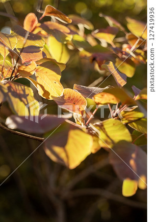 deciduous bush with red leaves deciduous bush with red leaves 127419936