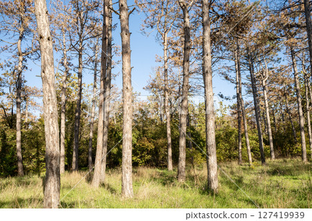A tree in a forest 127419939