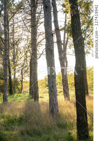 A tree in a forest 127419942