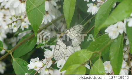Umbrella soba sucking honey nectar 127419943
