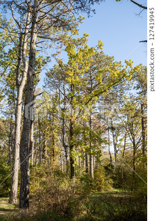 A tree in a forest 127419945