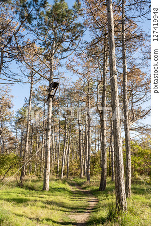 A tree in a forest 127419948