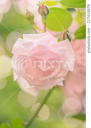 Rose flower bush of delicate pink color. Rose flower in focus and defocus light green. Rose flower bush of delicate pink color. Rose flower in focus and defocus light green. 127419976