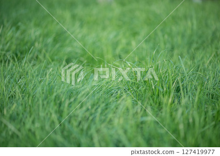 Lawn grass as background thin focus part. Green natural background blurred. Lawn grass as background thin focus part. Green natural background blurred. 127419977