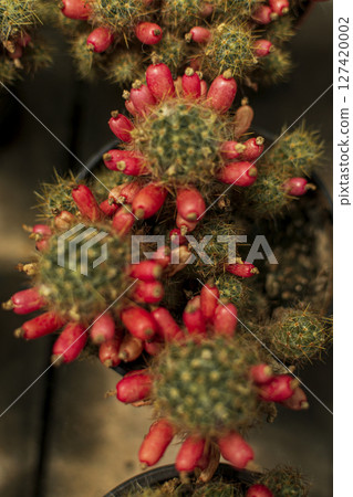 Opuntia cactus with ripe red fruits Opuntia cactus with ripe red fruits 127420002