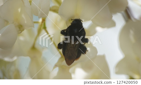 A female bumblebee sucking nectar from a white wisteria 127420050