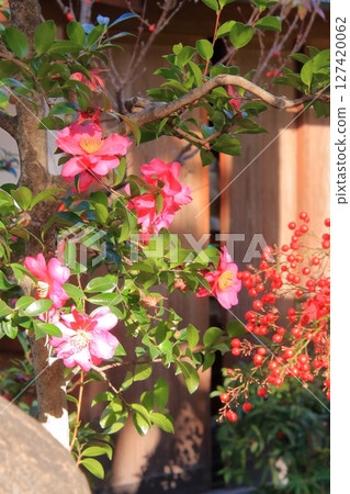 京都法林寺達摩寺的秋葉 127420062