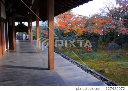 京都法林寺達摩寺的秋葉 127420072