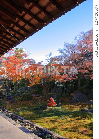 京都法林寺達摩寺的秋葉 127420077