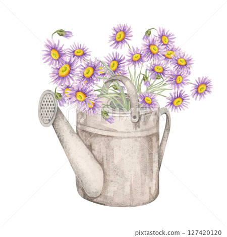 Vintage watering can packed with blooming purple asters and foliage. Wildflower illustration. Watercolor clipart excellent for gardening journal covers, eco product tags, or DIY gift wrap accents Vintage watering can packed with blooming purple asters and foliage. Wildflower illustration. Watercolor clipart excellent for gardening journal covers, eco product tags, or DIY gift wrap accents 127420120