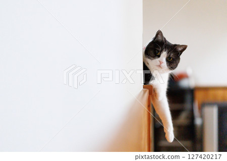 透過牆壁偷看的貓 127420217