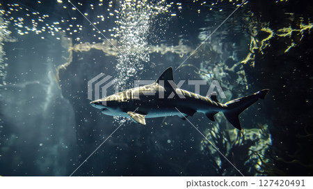 shark in the water 127420491