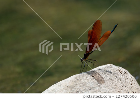 Miyama Kawatombo 127420506