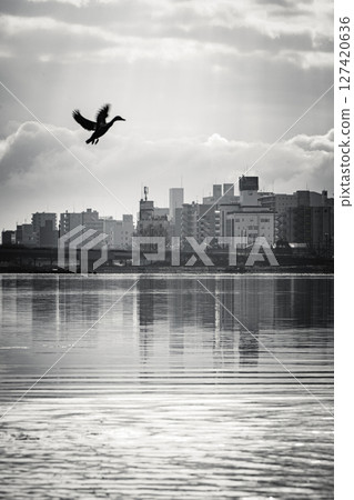 Morning Lake Senba and ducks taking off, monochrome version 127420636