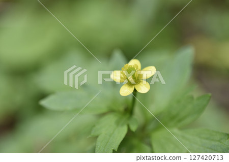石龍芮 127420713