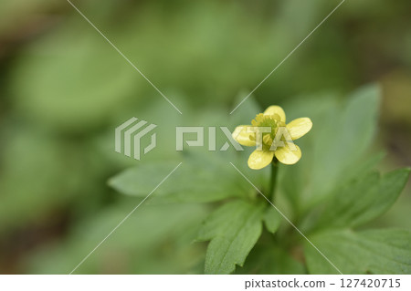 石龍芮 石龍芮 127420715