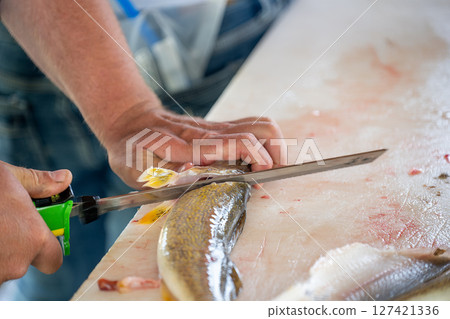 Hand holding an electric fillet knife to descale a walleye fish Hand holding an electric fillet knife to descale a walleye fish 127421336