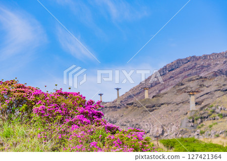 (Kumamoto Prefecture) The beautiful Miyamakirishi flowers of Mount Aso and Sensuikyo 127421364