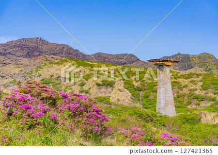 (Kumamoto Prefecture) The beautiful Miyamakirishi flowers of Mount Aso and Sensuikyo 127421365