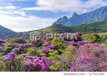 (Kumamoto Prefecture) The beautiful Miyamakirishi flowers of Mount Aso and Sensuikyo 127421369