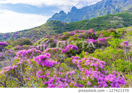 （熊本縣）阿蘇山和仙醉峽的美麗的宮山切花 127421370