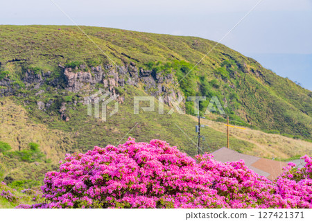 (Kumamoto Prefecture) The beautiful Miyamakirishi flowers of Mount Aso and Sensuikyo 127421371