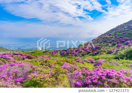 (Kumamoto Prefecture) The beautiful Miyamakirishi flowers of Mount Aso and Sensuikyo 127421373