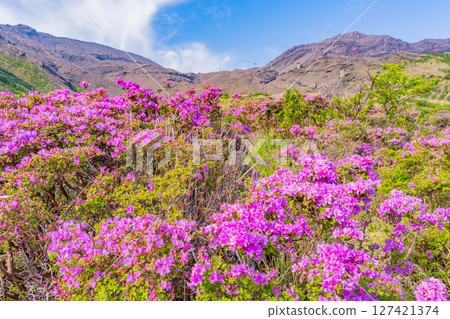 (Kumamoto Prefecture) The beautiful Miyamakirishi flowers of Mount Aso and Sensuikyo 127421374