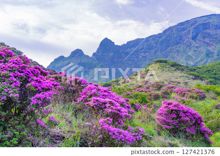 (Kumamoto Prefecture) The beautiful Miyamakirishi flowers of Mount Aso and Sensuikyo 127421376