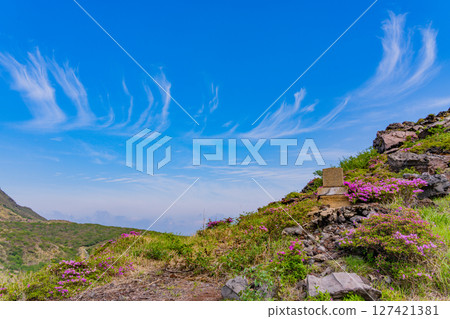(Kumamoto Prefecture) The beautiful Miyamakirishi flowers of Mount Aso and Sensuikyo 127421381