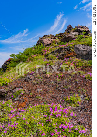 (Kumamoto Prefecture) The beautiful Miyamakirishi flowers of Mount Aso and Sensuikyo 127421382