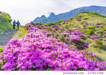 （熊本縣）阿蘇山和仙醉峽的美麗的宮山切花 127421386